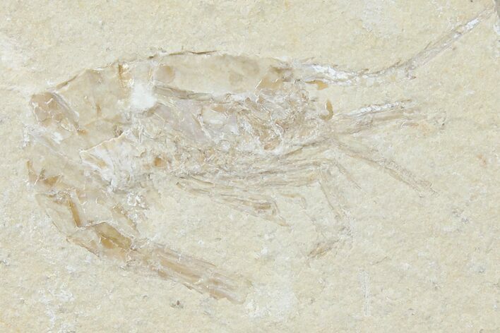 Cretaceous Fossil Shrimp - Lebanon #123871